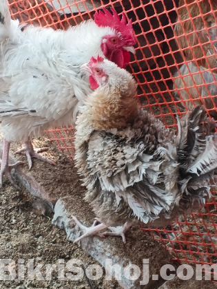 নিউ ডিম পারা ফ্রিজেল মুরগী বিক্রি করা হবে